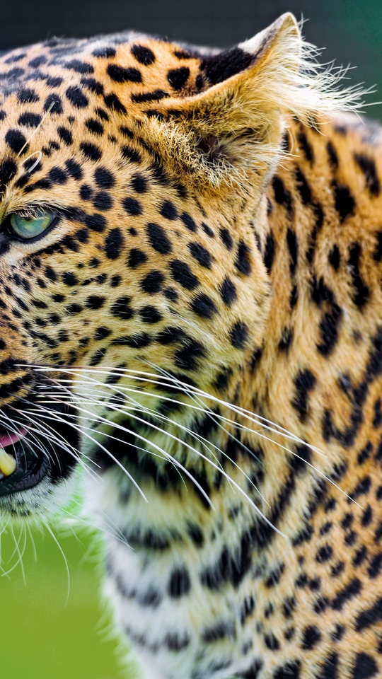 Image: Cat, leopard, mustache, tongue, spots