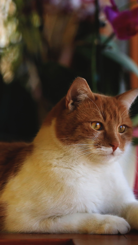 Картинка: Кот, котяра, рыжий, морда, взгляд, глаза, лапы, шерсть, смотрит, окно