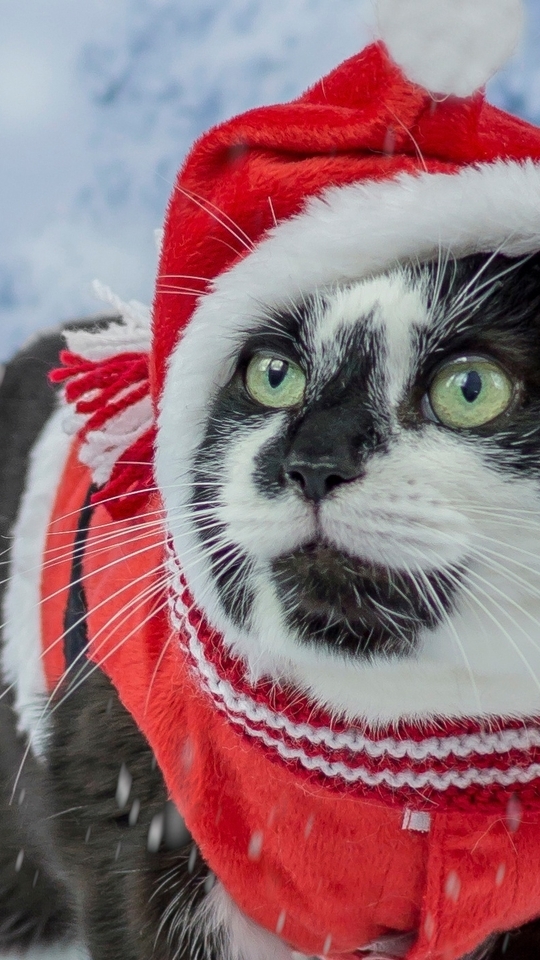 Картинка: Кот, чёрно-белый, шапка, красная, зима, снег