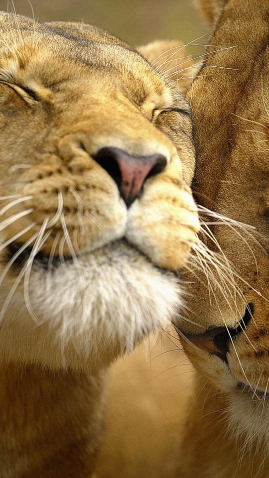 Image: Lion, lioness, love, care, tenderly