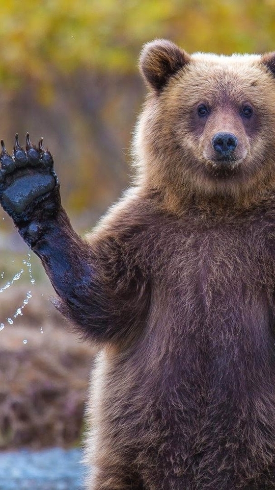 Картинка: Медведь, Гризли, Аляска, мех, лапы, хищник, привет, капли, брызги, вода