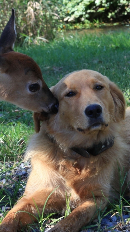 Image: dog, fawn, friendship, lawn