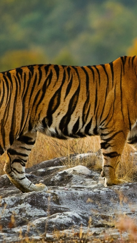 Image: Tiger, predator, stripes, territory