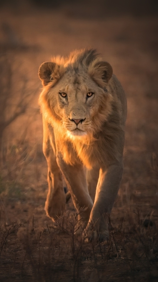 Image: Lion, predator, beast, goes