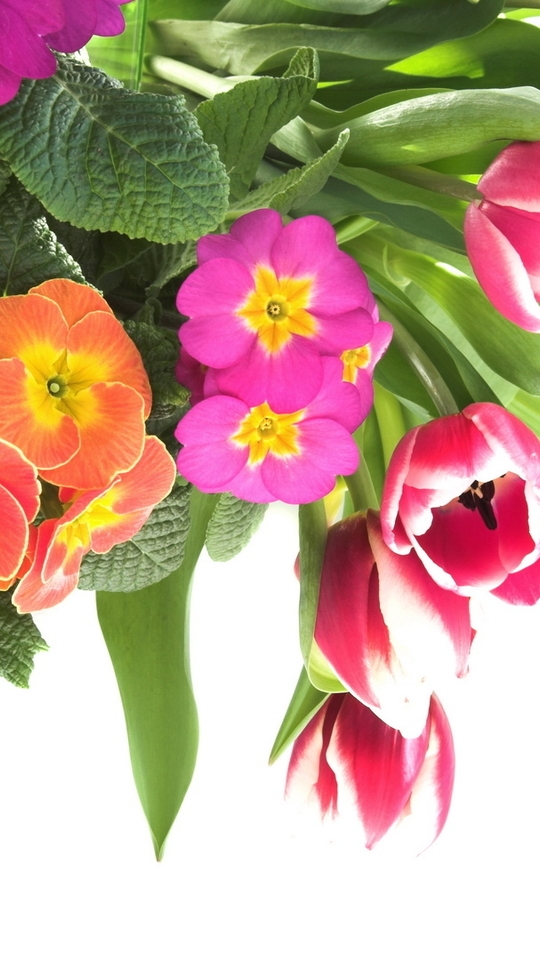 Картинка: Цветы, букет, листья, тюльпаны