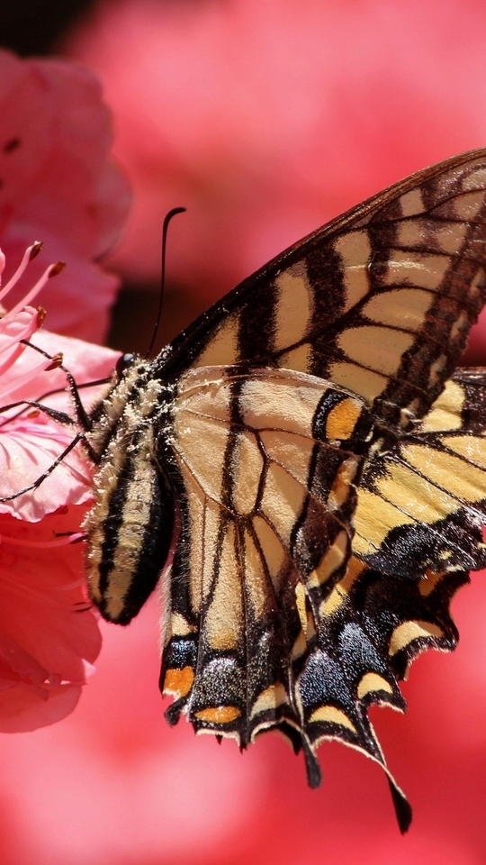 Image: Butterfly, pink flower, light