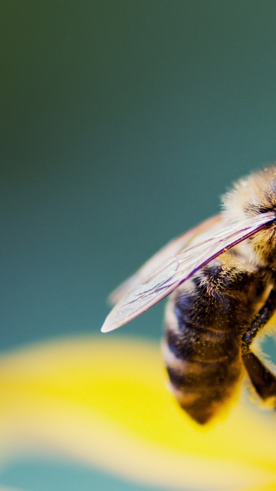 Картинка: Пчела, крылья, сидит, опыление, пыльца, цветок, размытость, макросъёмка