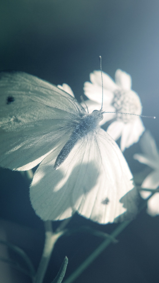 Картинка: Бабочка, ромашки, цветок, сидит