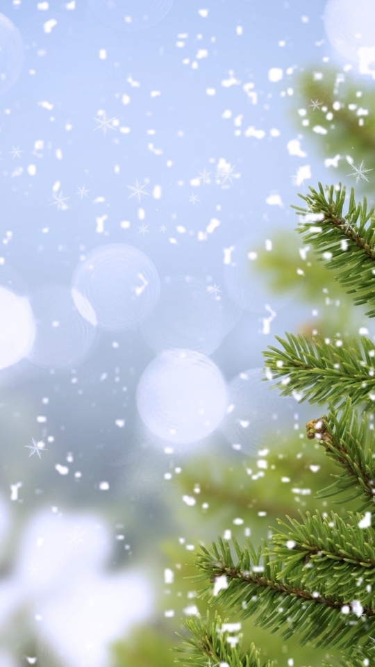 Image: Wood, spruce, pine, branch, needles, snow, snowflakes, reflections