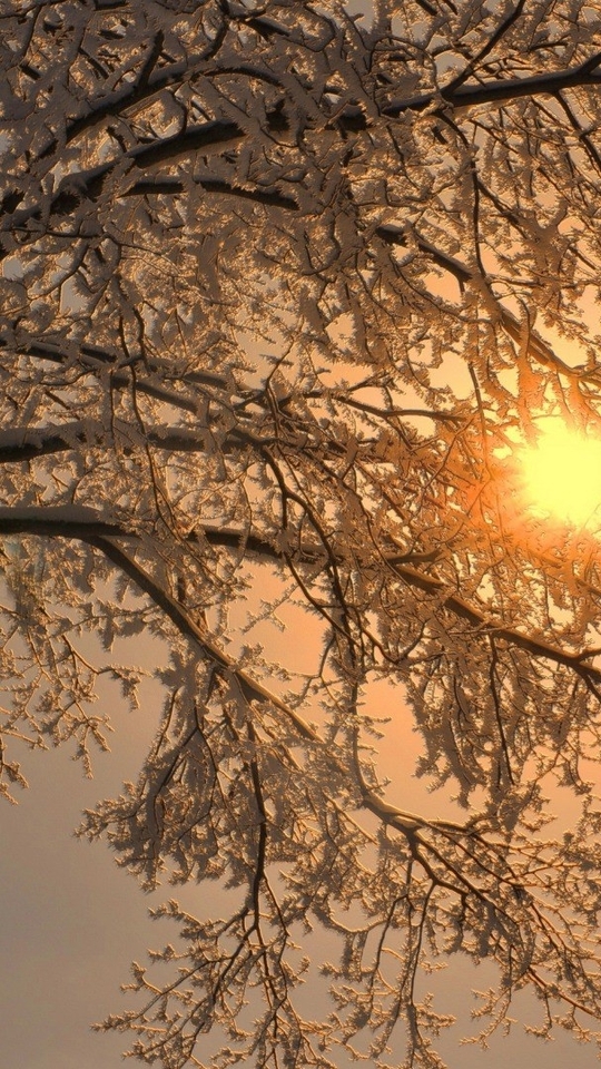 Картинка: Дерево, зима, снег, иней, небо, солнце