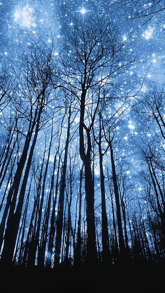 Image: Trees, trunk, branch, sky, shining, flickering, stars