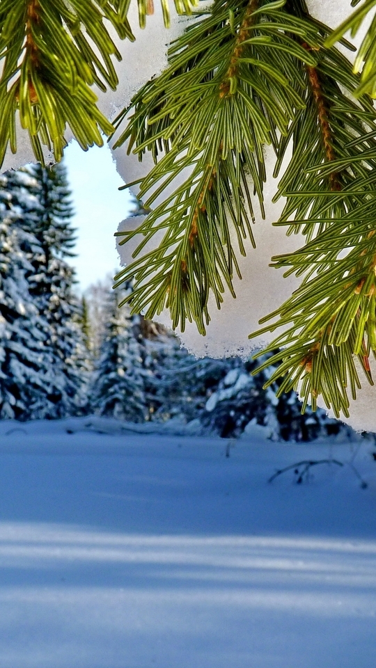 Image: Trees, needles, pine, spruce, needles, branch, snow, sky