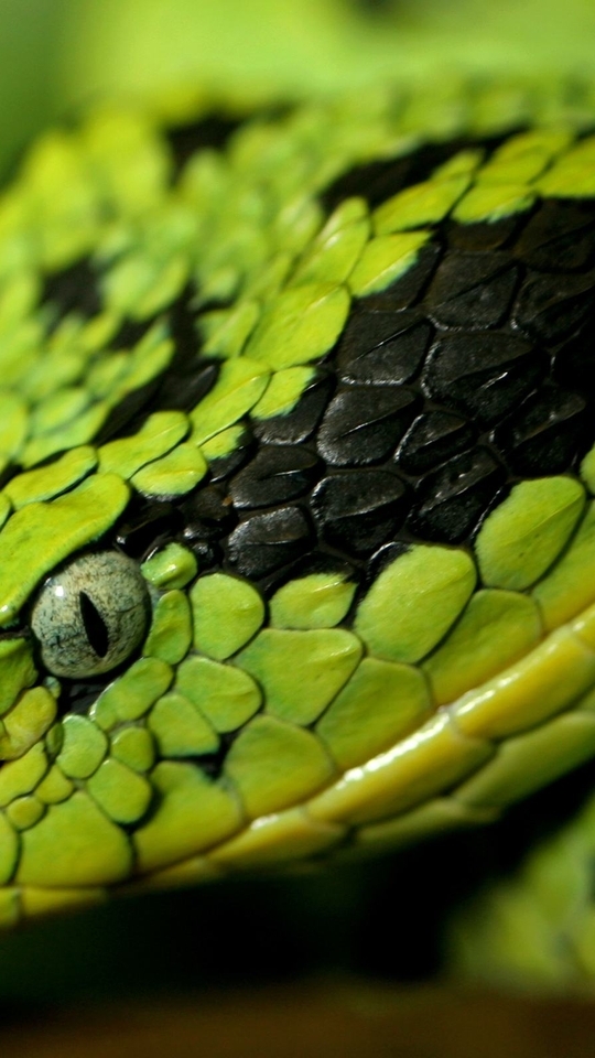 Image: Snake, head, eyes, nostrils, green, scales