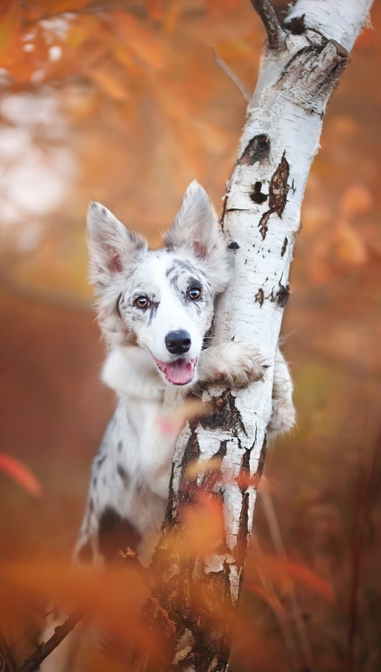 Картинка: Собака, осень, белая, берёза, ствол, пятна, размытый фон