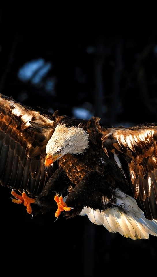 Картинка: Белоголовый орлан, орёл, летит, крылья, хищная, птица, тёмный фон