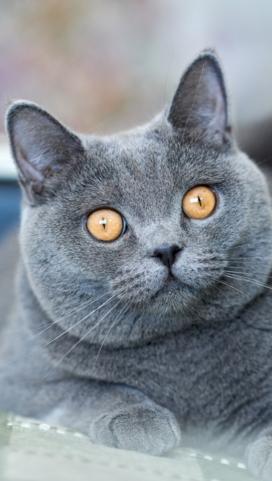 Image: British, Shorthair, breed, cat, morda, eyes, yellow, sofa