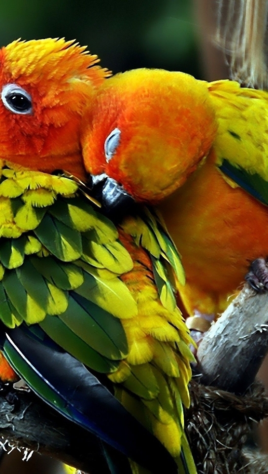 Image: Parrots, birds, beak, eyes, feathers, couple, love