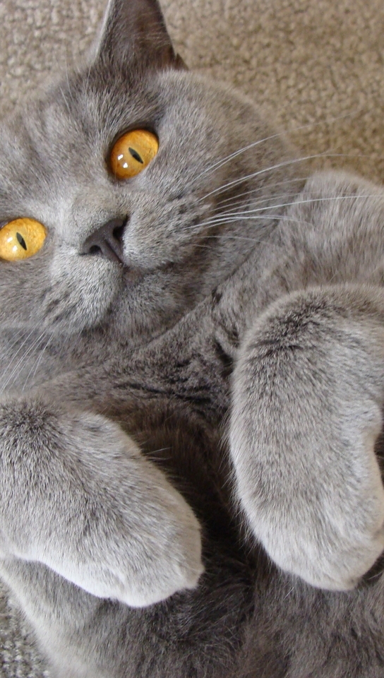 Картинка: Кот, усы, шерсть, британский, ковёр, зайка, жёлтые глаза