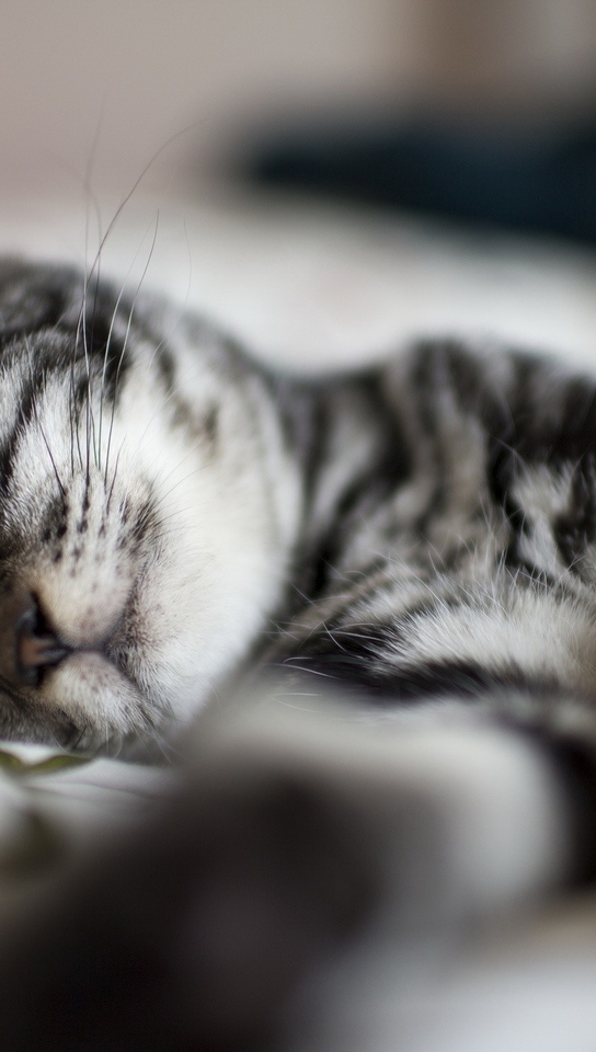 Image: Kitten, sleeping, cute, snout, stripes