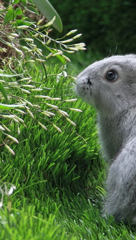 Image: Rabbit, grass, green, grey