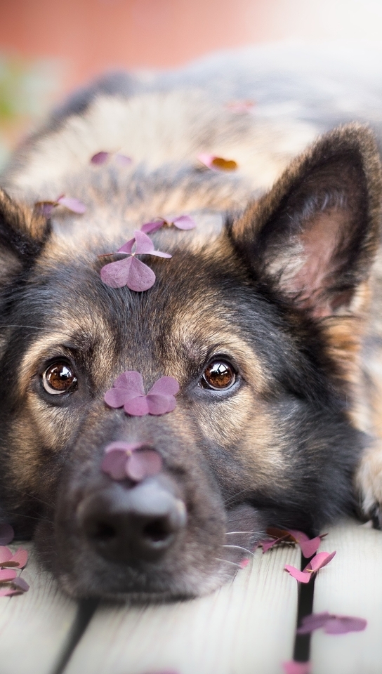 Картинка: Собака, овчарка, лежит, взгляд, пол, доски, листья, клевер, размытость