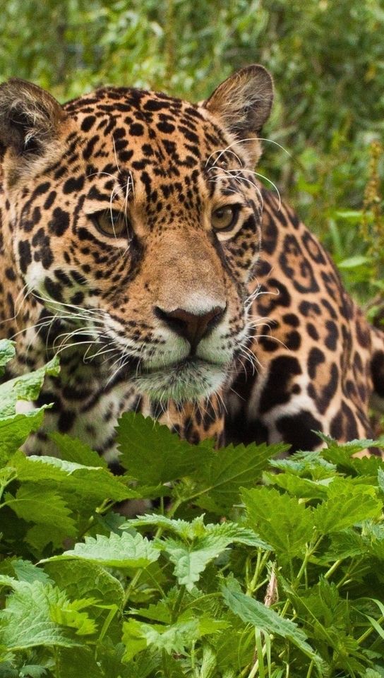 Image: Jaguar, cat, muzzle, predator, look, eyes, foliage, forest, nettle