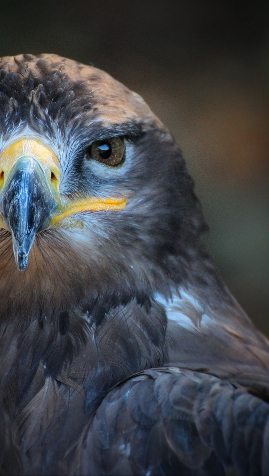 Image: Bird, look, animal, beak, eyes, feathers, predator, Falcon