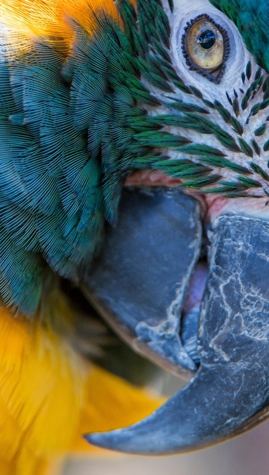 Картинка: Макро, попугай, птица, перья, клюв, синий, жёлтый