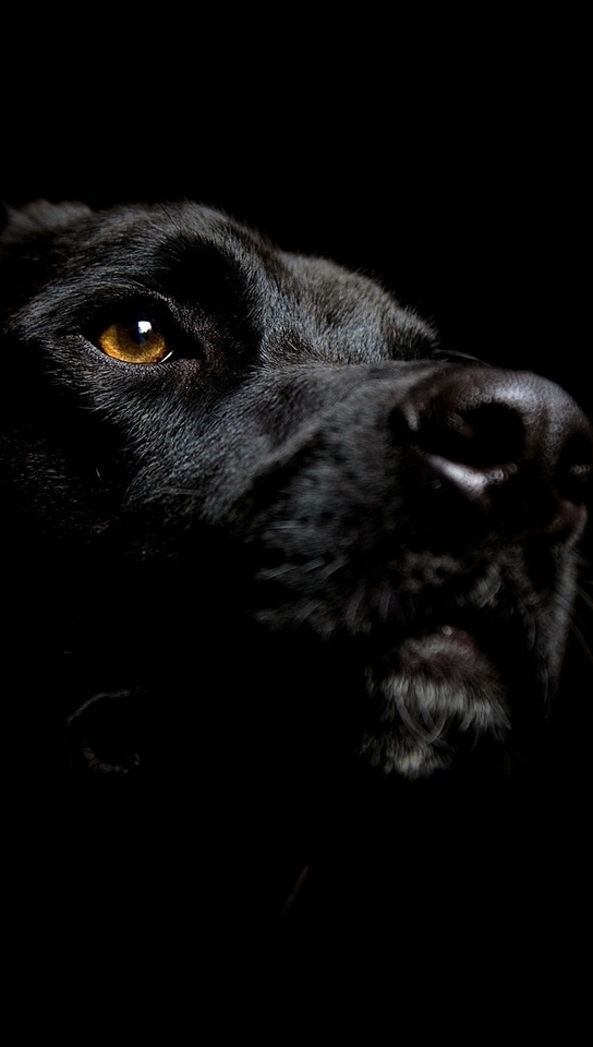 Image: Labrador, dog, black, background, snout, nose