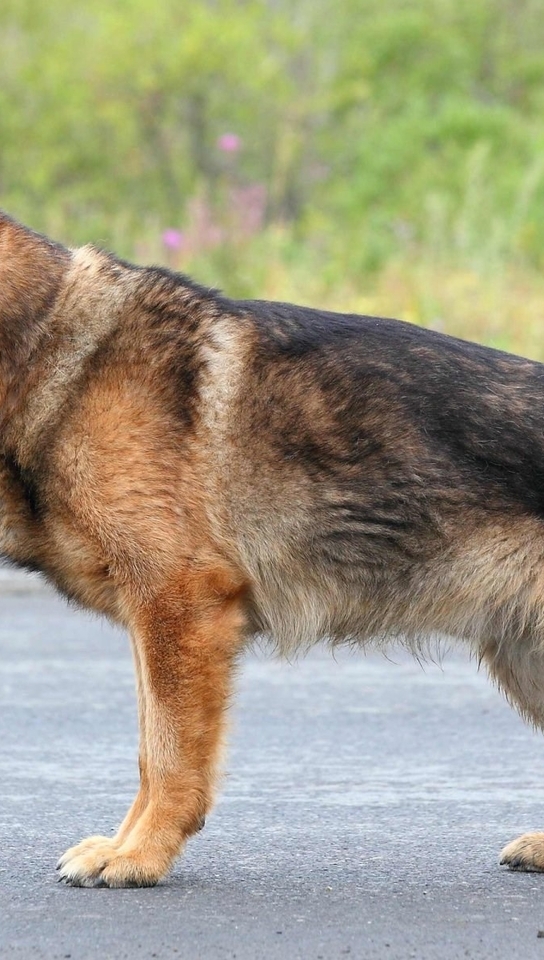 Картинка: немецкая овчарка, пес, собака