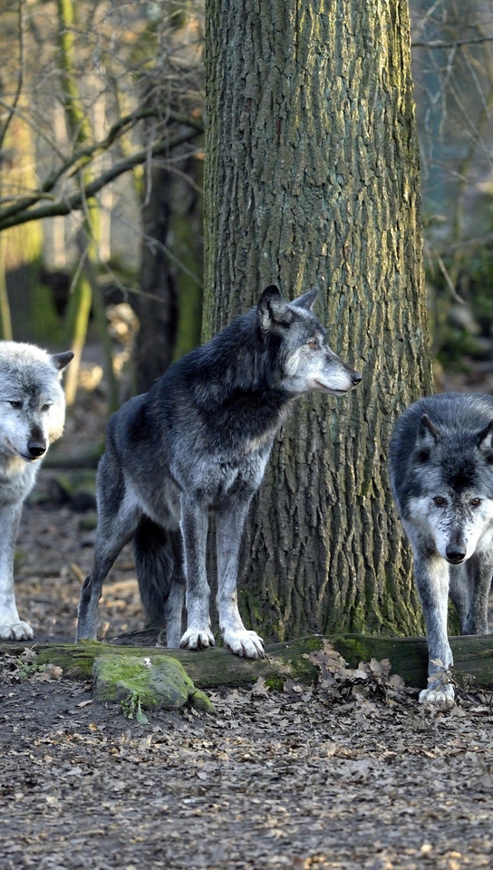 Image: Wolves, pack, forest, trees, leaves