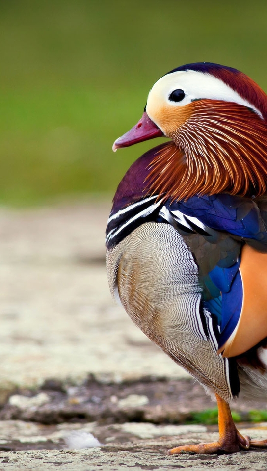 Картинка: Утка-мандаринка, птица, оперение, разноцветное, яркое