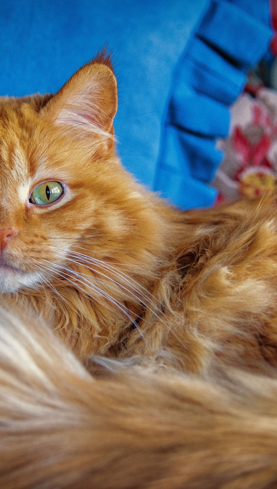 Image: Red, fluffy, cat, eyes, green, face