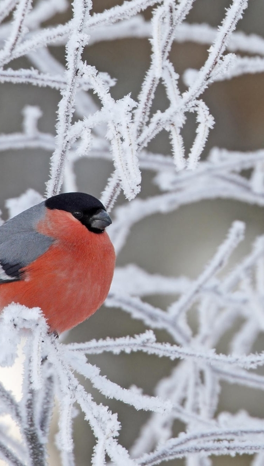 Image: Bullfinch, frost, twigs, winter