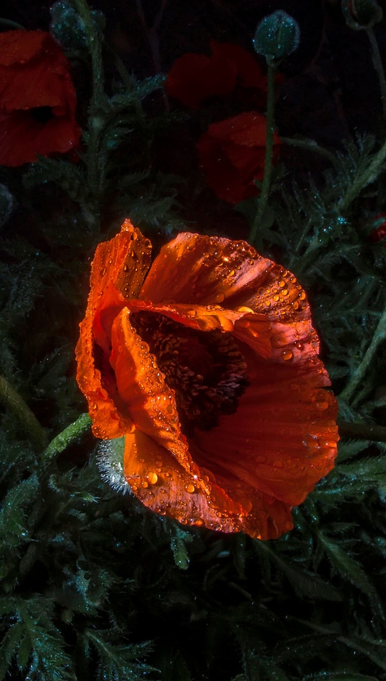 Image: Drops, flowers, poppy, bud, dew, stems, lint