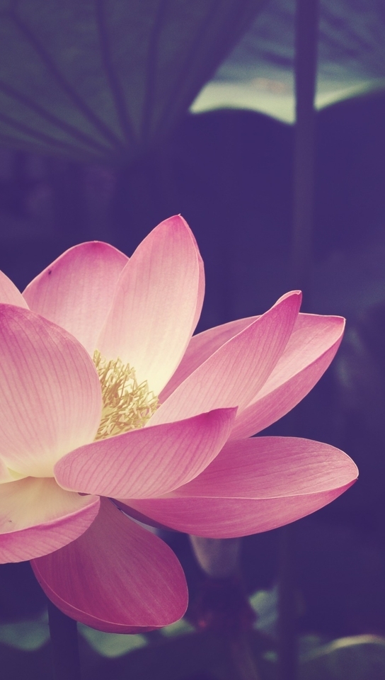 Image: Lotus, flower, plant, amphibious