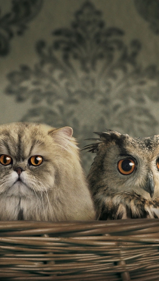 Картинка: Кошки, сова, маскировка, взгляд, глаза
