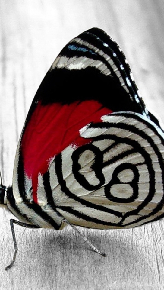 Картинка: Бабочка, крылья, сидит, окрас, чёрный, белый, красный, полосы