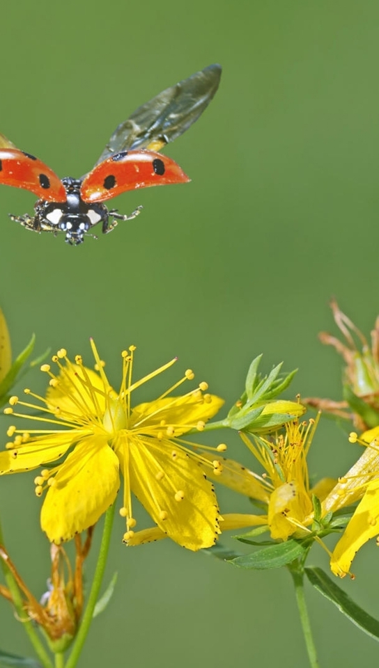 Image: Ladybug, wings, flight, St. John's wort, yellow flowers