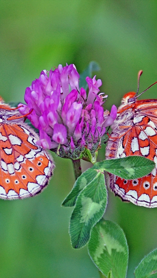 Картинка: Бабочки, крылья, клевер, сидят