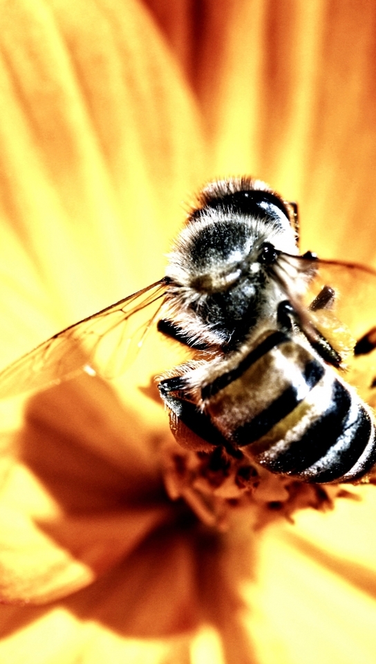 Image: Bee, flower, wings, bright light