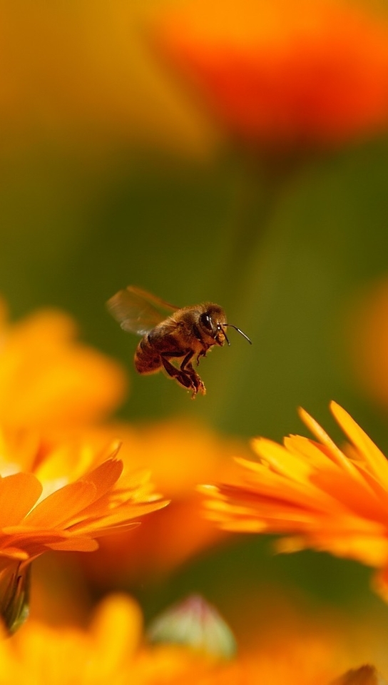 Image: Macro, bee, flies, flowers, orange