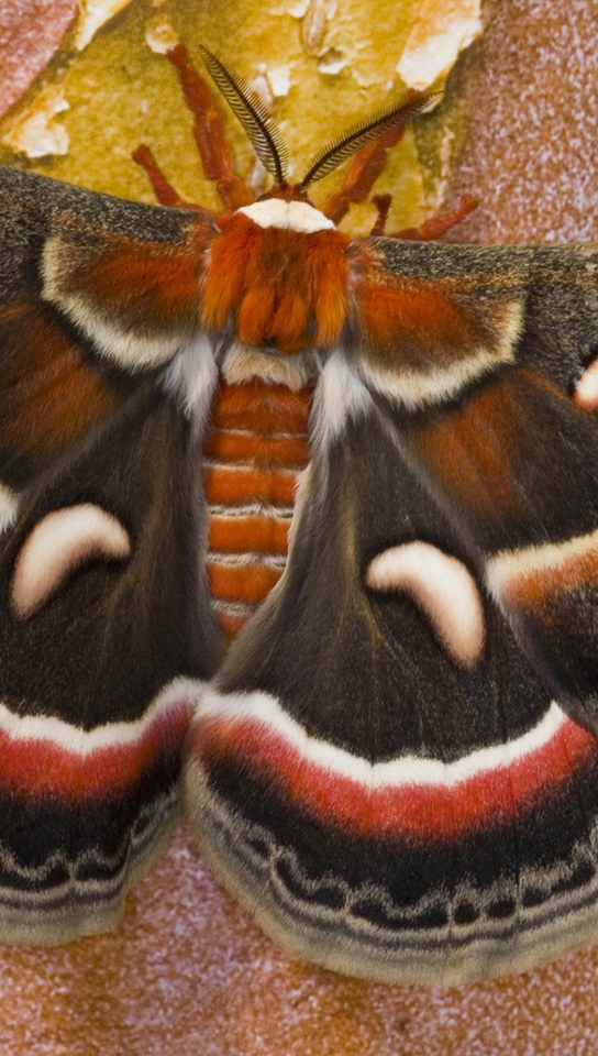 Картинка: Бабочка, мотылёк, окрас, крылья, сидит