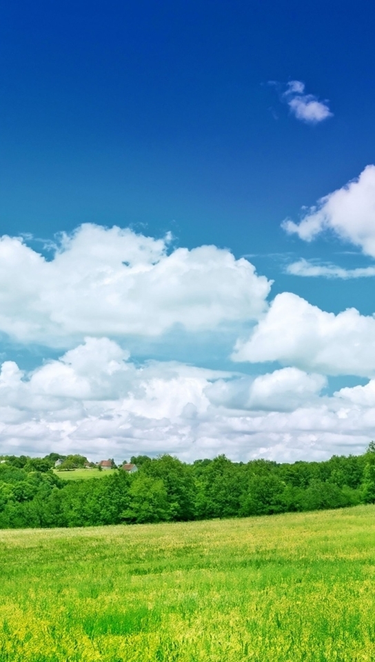 Image: nature, forest, field, meadow, sky, trees