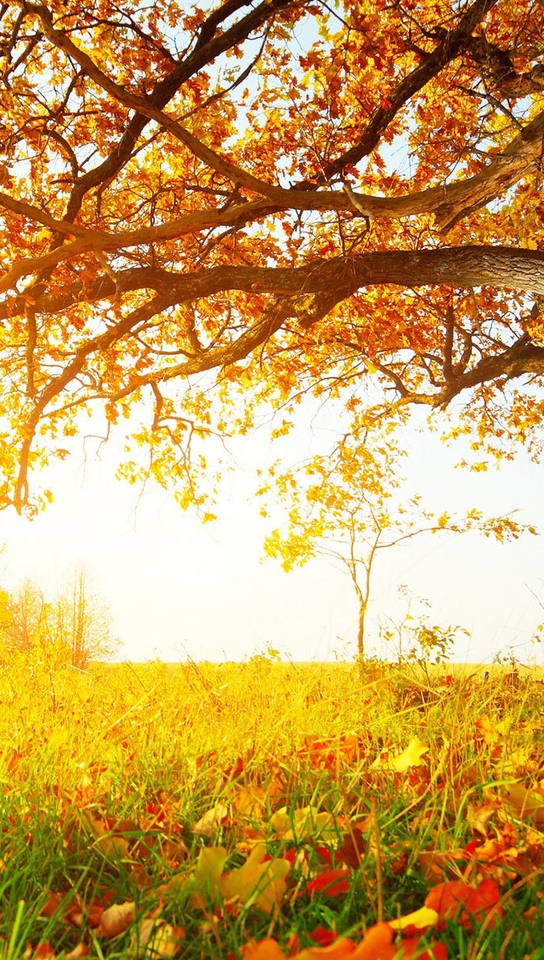 Картинка: Дерево, листва, трава, осень, день, солнечно, свет