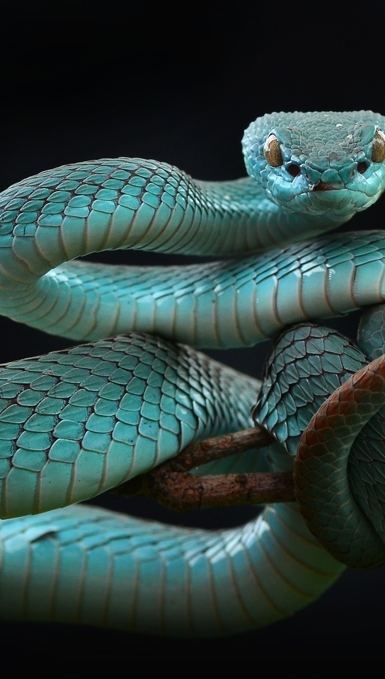 Картинка: Пресмыкающиеся, рептилия, змея, гадюка, голубая куфия, ветка, фон