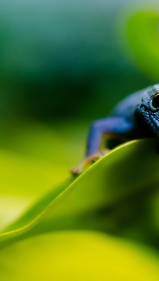 Картинка: Ящерица, пресмыкающийся, голубой геккон, листья, смотрит