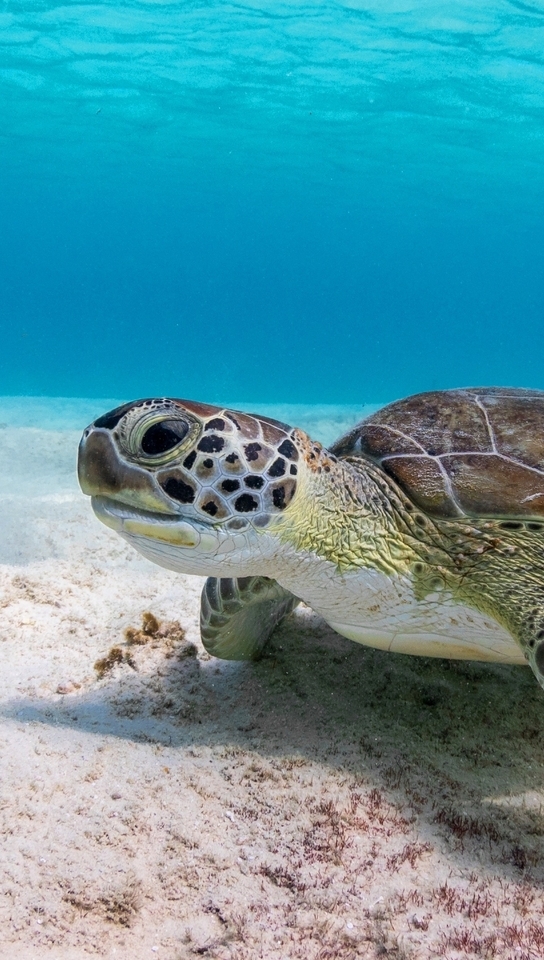 Картинка: Черепаха, панцирь, морское дно