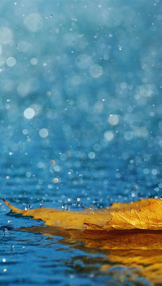 Image: Leaf, autumn, lies, water, drops