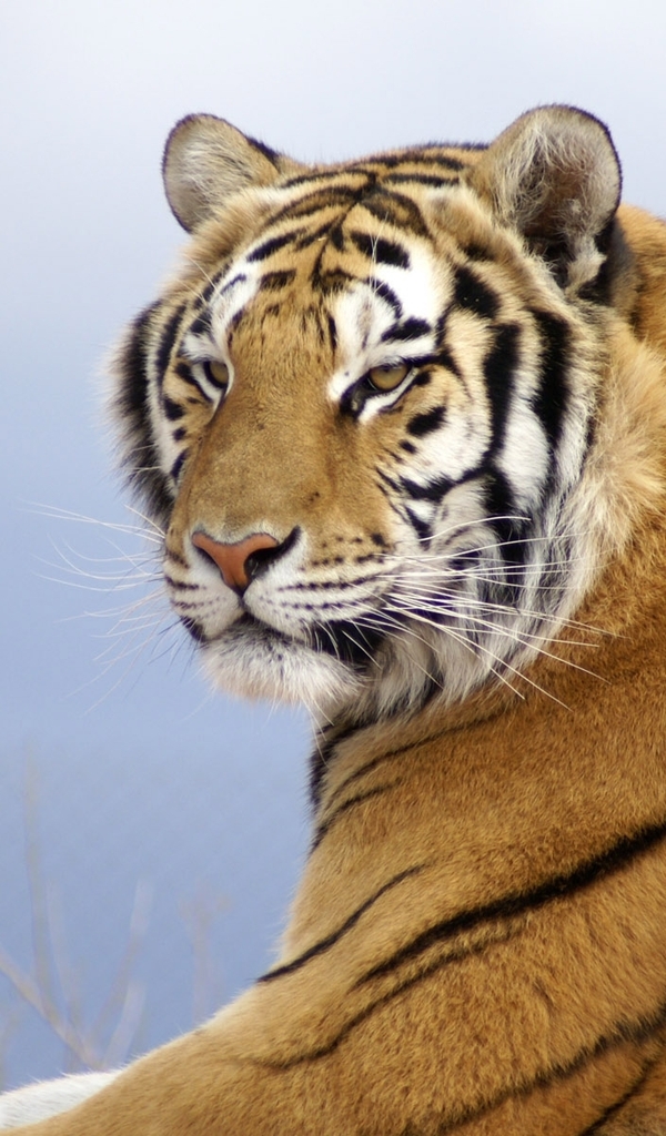 Картинка: Кошка, большая, Тигр, полосатый, Амурский, взгляд, хищник, морда